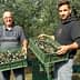 Two men holding green crates filled with freshly harvested olives in an olive grove. - Olive Oil Times