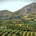 Expansive olive grove landscape with rolling hills and rocky mountains in the background. - Olive Oil Times