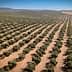 Aerial view of a large olive tree orchard with neatly arranged rows of olive trees. - Olive Oil Times