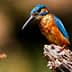 A kingfisher bird with bright blue and orange plumage perched on a wooden branch. - Olive Oil Times