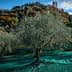 Olive trees with green netting spread across the ground in an olive grove. - Olive Oil Times