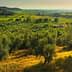 A scenic view of an olive grove and vineyard landscape under a clear sky during sunset. - Olive Oil Times