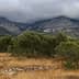 Mountain landscape featuring trees in the foreground and clouds covering the peaks in the background. - Olive Oil Times