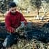 Man in a red sweater gathering olive branches while seated on the ground. - Olive Oil Times