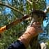 A person using a hand saw to prune an olive tree branch in a garden setting. - Olive Oil Times