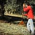 A man in a red shirt raking olives from the ground in an olive grove. - Olive Oil Times