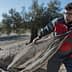 Two workers pulling a large net for olive harvesting in an olive grove. - Olive Oil Times