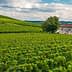 Vast vineyard fields with green grapevines and a stone house in the background under a cloudy sky. - Olive Oil Times