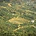 Aerial view of a vast olive grove with neatly arranged trees in rows. - Olive Oil Times