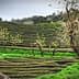 Terraced tea plantation fields with green bushes and bare trees in the foreground. - Olive Oil Times
