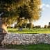 Olive trees in a field with a stone wall in the foreground under a clear sky. - Olive Oil Times