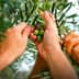 Multiple hands reaching for olives on a branch of an olive tree during harvest. - Olive Oil Times