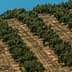 Aerial view of an olive tree orchard with neatly arranged rows of trees on a hillside. - Olive Oil Times