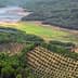 Aerial view of a landscape featuring olive groves and a body of water in the background. - Olive Oil Times