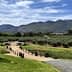 Olive grove with neatly arranged trees and mountains in the background under a blue sky. - Olive Oil Times