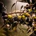 Close-up of an olive branch featuring green and black olives with water droplets. - Olive Oil Times