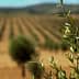 Close-up of an olive tree branch with green leaves in an olive grove with rows of trees in the background. - Olive Oil Times