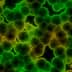 Microscopic image showing clusters of green and yellow bacterial cells on a dark background. - Olive Oil Times