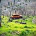 An abandoned orange car partially hidden among trees and grass in a rural area. - Olive Oil Times