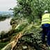 Individual wearing a yellow safety vest pruning an olive tree on a hillside overlooking a river. - Olive Oil Times