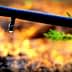 Close-up of a drip irrigation tube with a single water droplet forming at the end. - Olive Oil Times