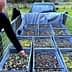 Man inspecting olives in large bins during an olive harvest. - Olive Oil Times