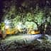 Workers using machinery to harvest olives from a tree during nighttime with bright lights illuminating the area. - Olive Oil Times