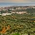 Aerial view of an olive grove with a coastal town in the background and hills in the distance. - Olive Oil Times