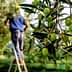 Green olives hanging from an olive tree with a worker harvesting in the background. - Olive Oil Times