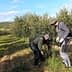 Two individuals harvesting olives from trees in an orchard during daylight. - Olive Oil Times