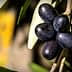 A cluster of black olives hanging on a branch with green leaves in the background. - Olive Oil Times