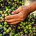 A hand sorting through a pile of freshly harvested olives in various colors. - Olive Oil Times