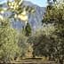 Olive trees arranged in rows with mountains in the background under clear blue skies. - Olive Oil Times