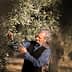 Man inspecting olive branches while harvesting olives from an olive tree. - Olive Oil Times