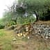 Abandoned olive grove featuring stone walls and olive trees in a natural setting. - Olive Oil Times