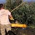 Man using a stick to harvest olives from a tree with machinery in the background. - Olive Oil Times