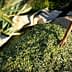 A person reaching toward a mound of freshly harvested olives on a tarpaulin in an outdoor setting. - Olive Oil Times
