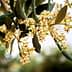Close-up of olive tree flowers with green leaves in a natural setting. - Olive Oil Times