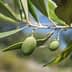 Close-up of an olive branch featuring green olives and leaves against a blurred background. - Olive Oil Times