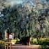 Large, mature olive tree with a thick trunk and sprawling branches in a garden area. - Olive Oil Times