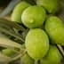 Cluster of green olives growing on a branch surrounded by leaves. - Olive Oil Times