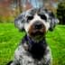 A gray and black dog with a fluffy coat sitting in a green field on a sunny day. - Olive Oil Times
