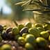 A variety of green and black olives scattered on the ground beneath olive trees. - Olive Oil Times