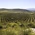 Expansive view of an olive grove with neatly arranged trees in rows across a hillside. - Olive Oil Times