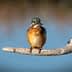A kingfisher bird with vibrant plumage perched on a branch over water. - Olive Oil Times