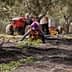 Worker collecting olives from the ground during the harvest at Mandranova farm. - Olive Oil Times
