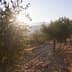 Olive trees on a hillside with sunlight shining through the leaves during sunset. - Olive Oil Times