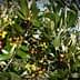 Olive tree branches displaying clusters of ripe and unripe olives among green leaves. - Olive Oil Times