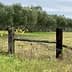 Wooden fence post with vines in front of an olive grove in a rural area. - Olive Oil Times