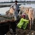 Two individuals managing cattle near a water body in a rural setting during the evening. - Olive Oil Times